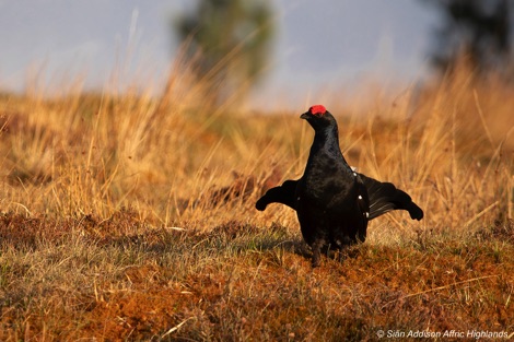 Black grouse with wings spread in yellow moorland scenery